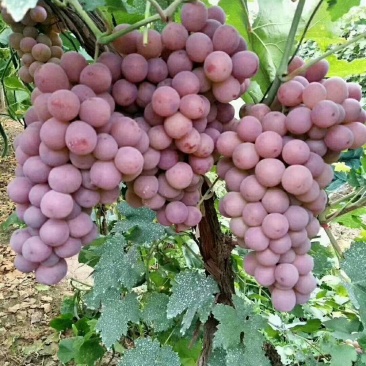 红提葡萄