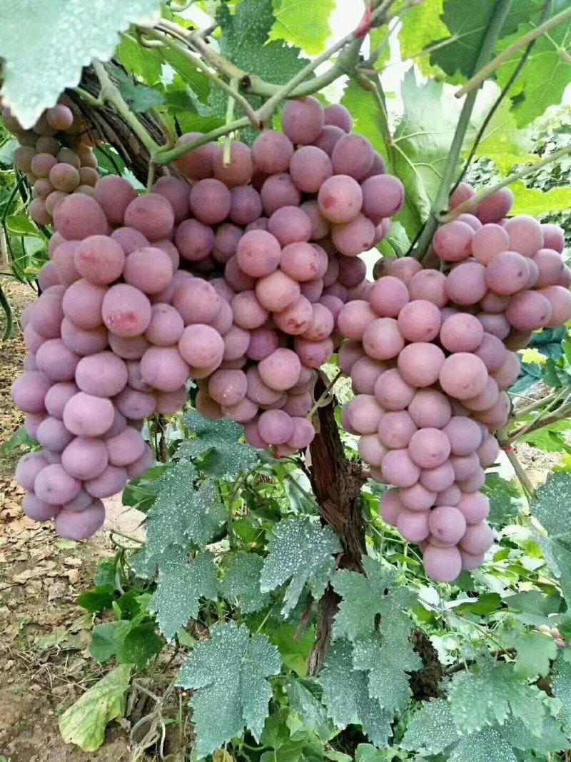 红提葡萄
