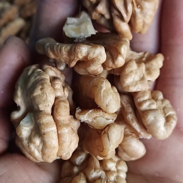 核桃仁