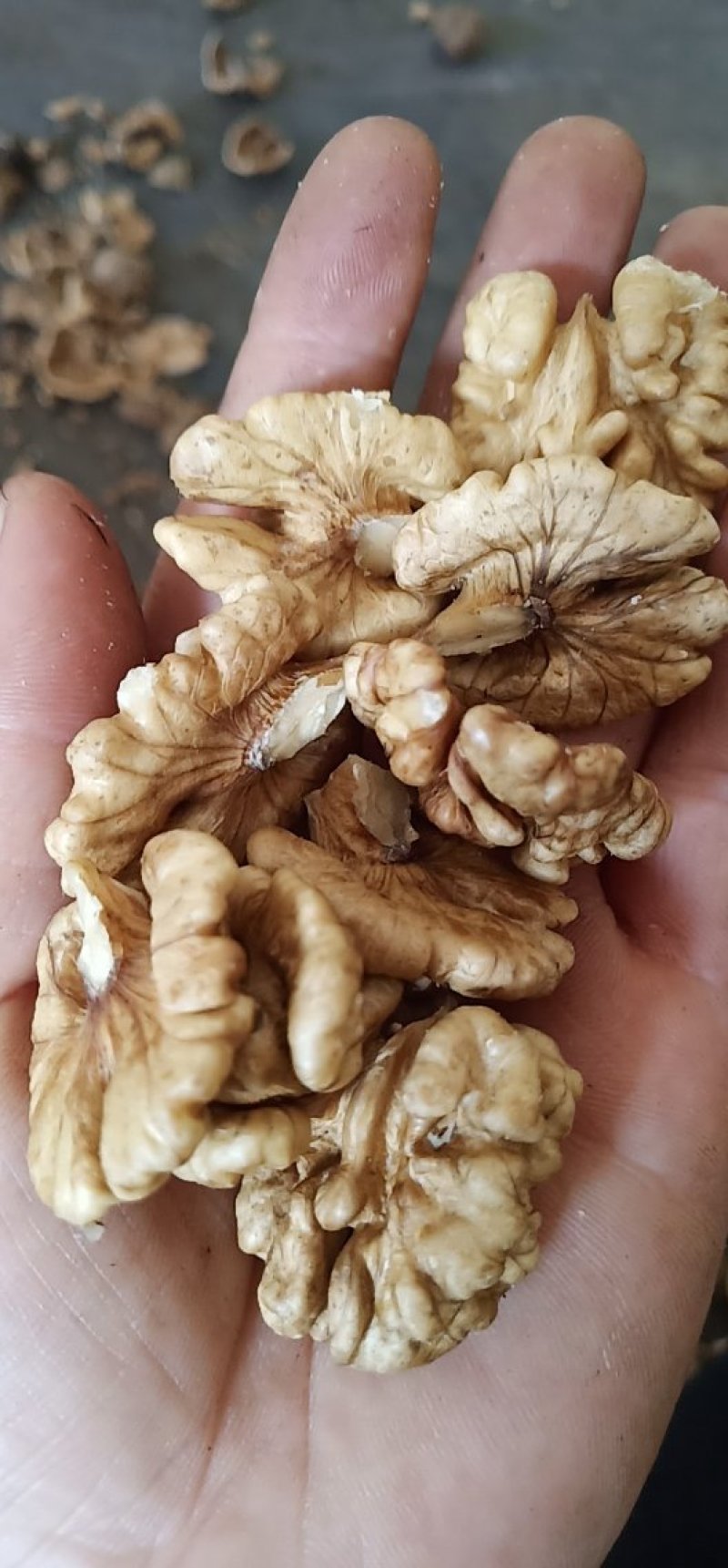 核桃仁