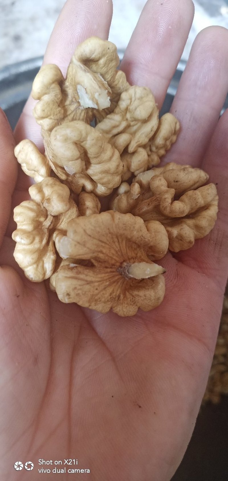 核桃仁