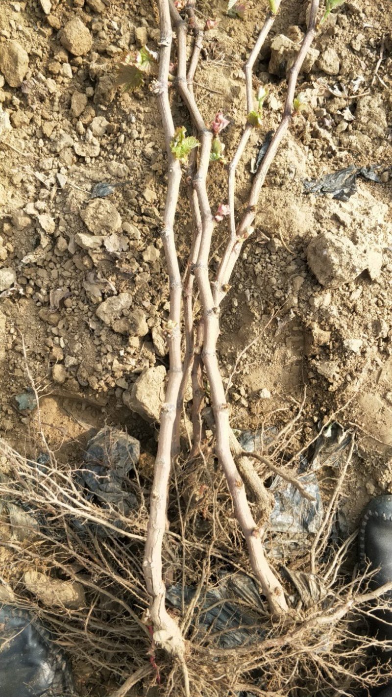 蓝宝石葡萄苗夏黑葡萄苗巨峰2年苗成品种苗包成活率包技术