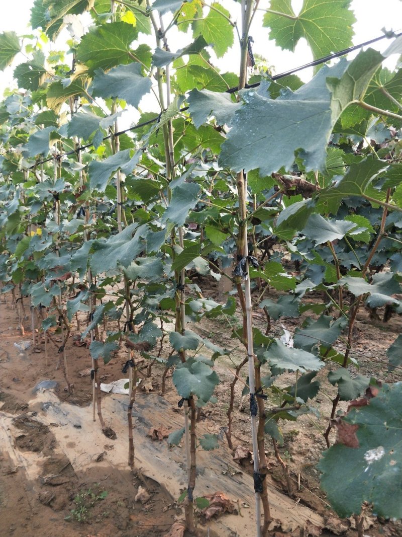 蓝宝石葡萄苗夏黑葡萄苗巨峰2年苗成品种苗包成活率包技术