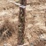 蓝宝石葡萄苗夏黑葡萄苗巨峰2年苗成品种苗包成活率包技术