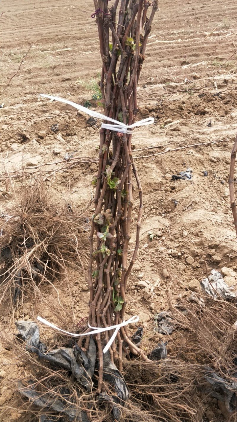 蓝宝石葡萄苗夏黑葡萄苗巨峰2年苗成品种苗包成活率包技术