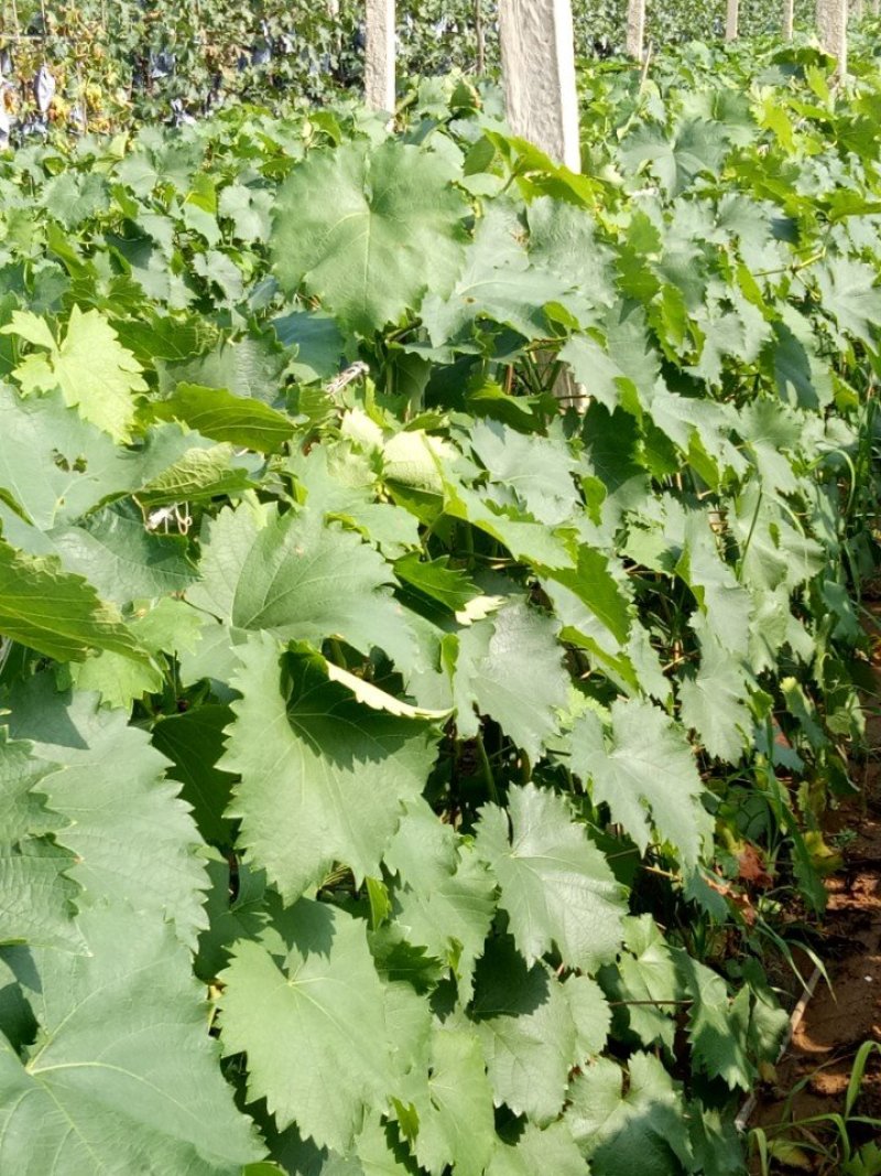 蓝宝石葡萄苗夏黑葡萄苗巨峰2年苗成品种苗包成活率包技术