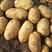 尤金土豆，V7土豆土岩西森炎暑大量上市！实力代办