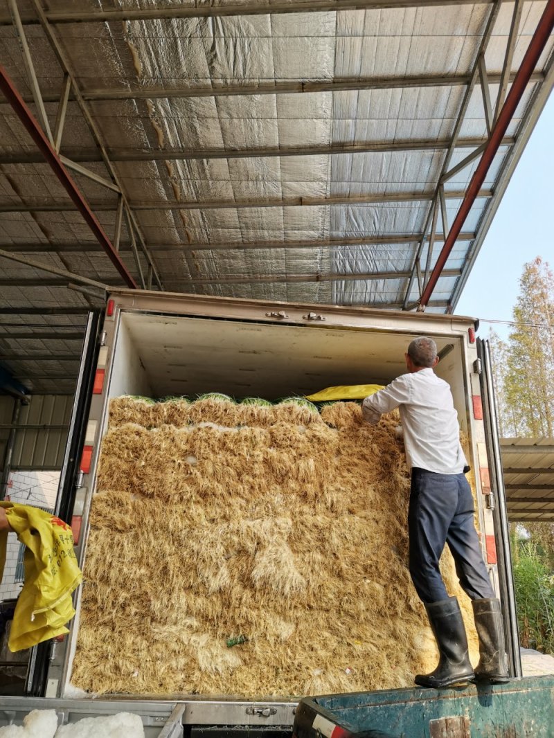湖北小葱当阳市同新果蔬种植专业合作社可视频看货