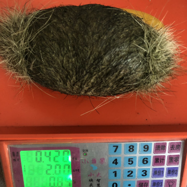 猪宝猪砂宝贵的中药材猪宝