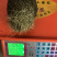 猪宝猪砂珍贵的中药材猪宝