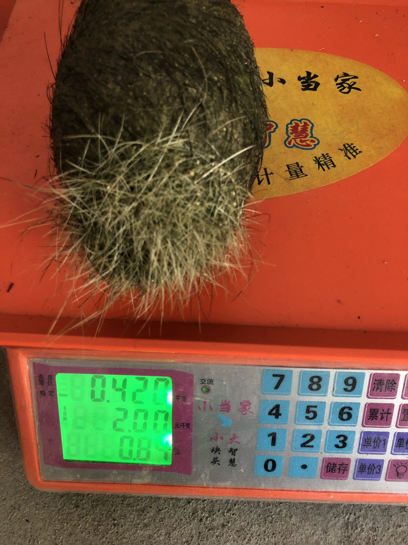 猪宝猪砂珍贵的中药材猪宝