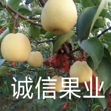 《实力》[蒲城酥梨]火爆大量供应中，货源充足。对接全国。