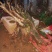 国旗红映山红，鸡血红常年供应希望新老顾客选购