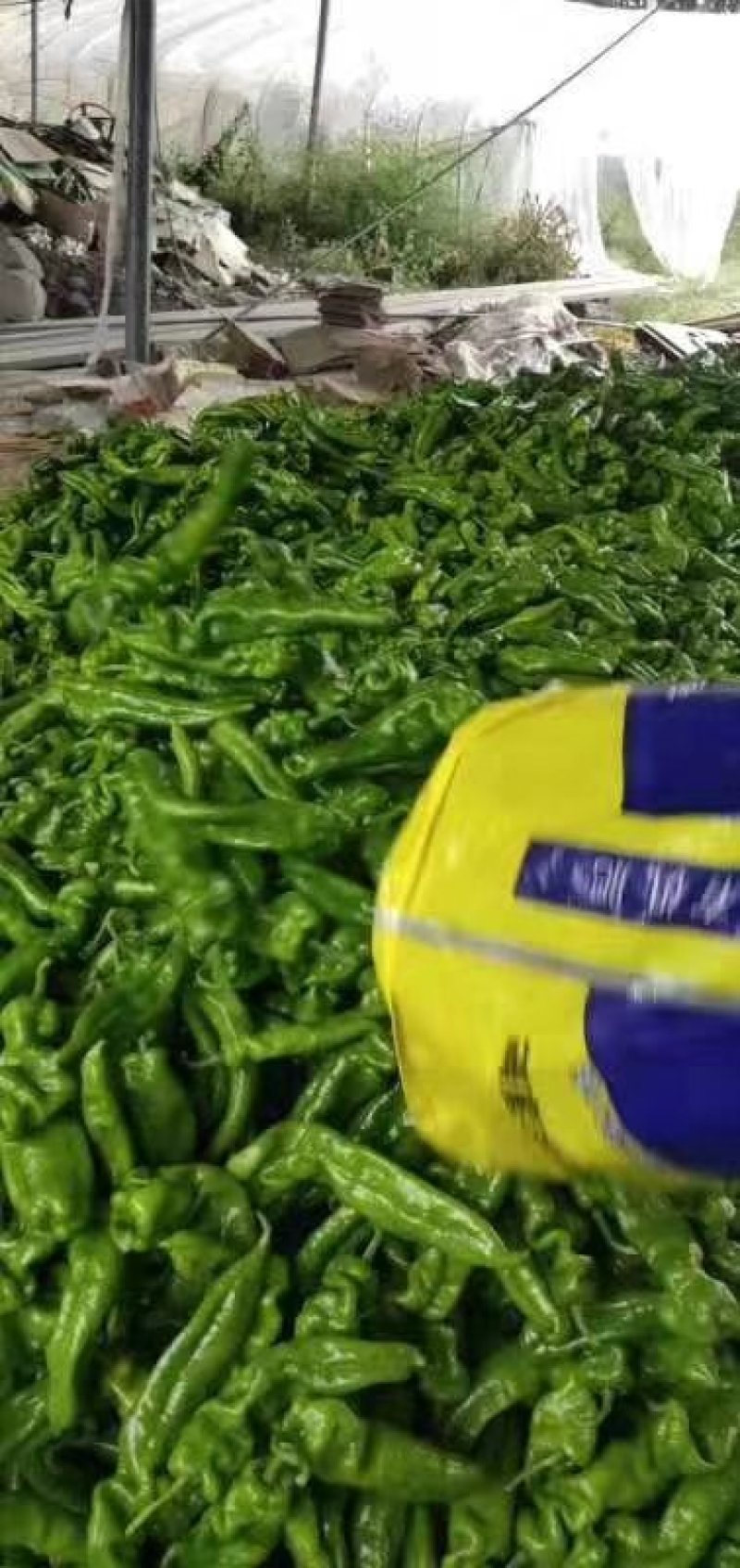 精品辣椒，产地直供，物美价廉，欢迎您的到来