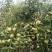 新鲜冬枣即将上市预定（产品由“88农场主联盟”提供）