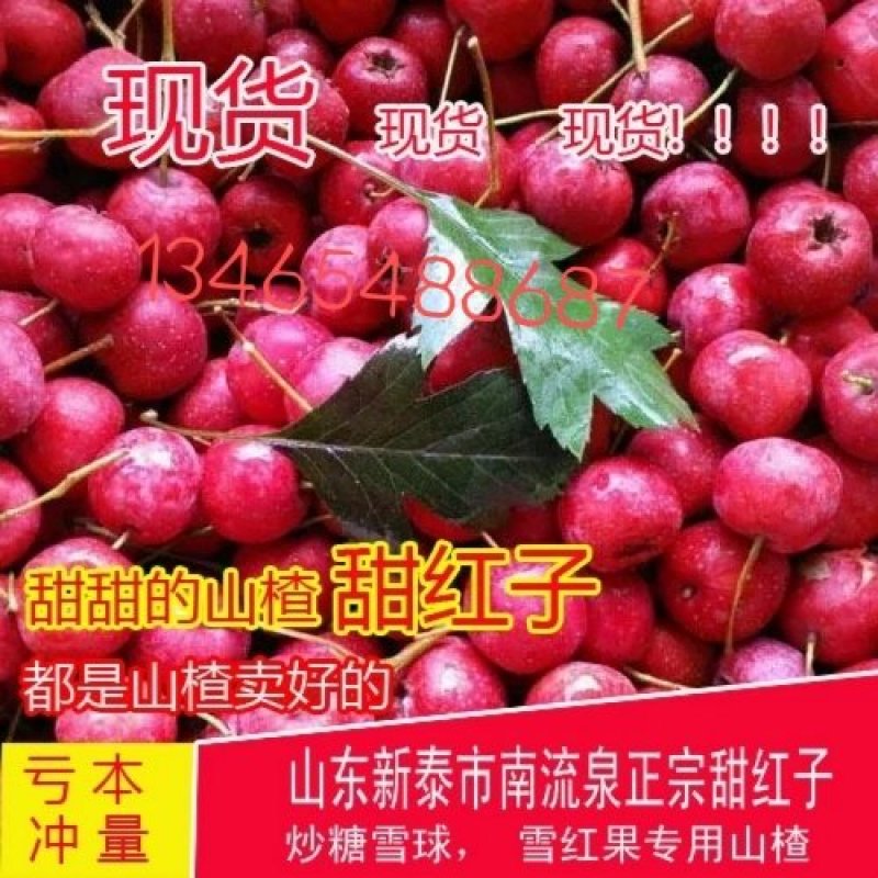 甜红子山楂2019采摘季欢迎您来大山深处