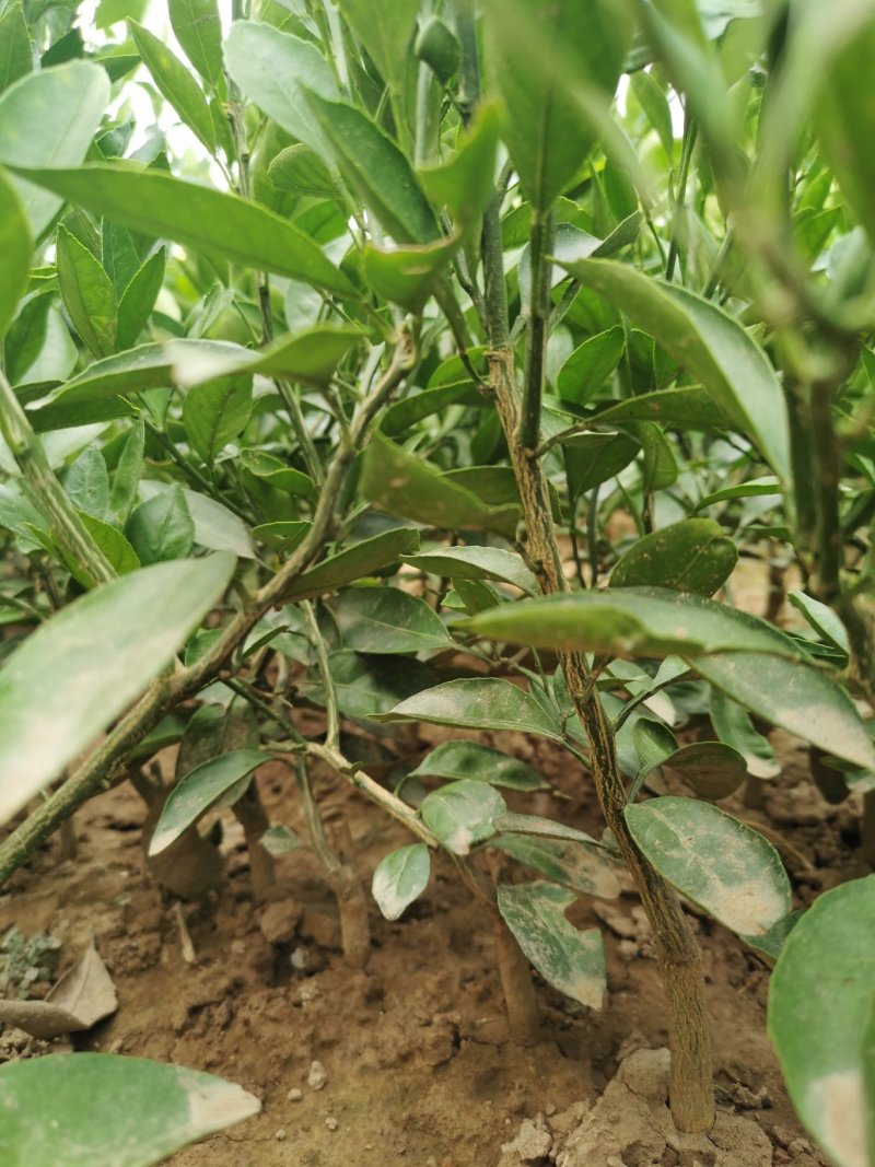无核沃柑苗，优质品种，无病害