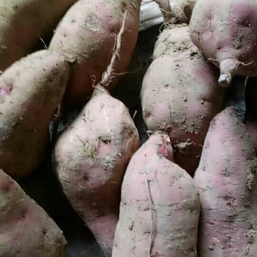 红薯