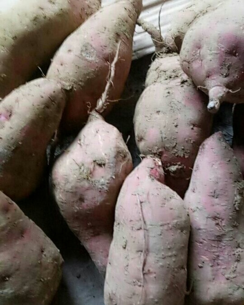 红薯