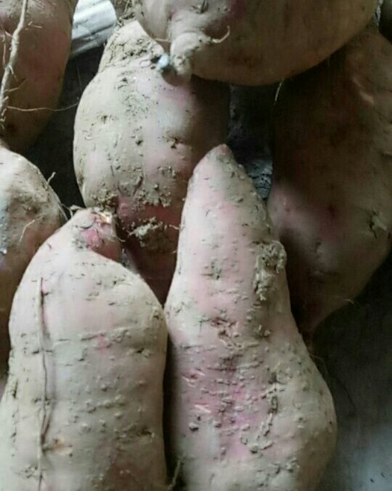红薯
