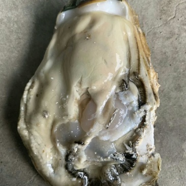 生蚝