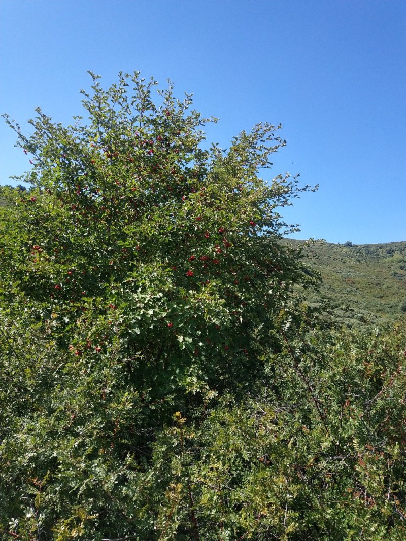 荒山