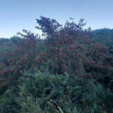 荒山