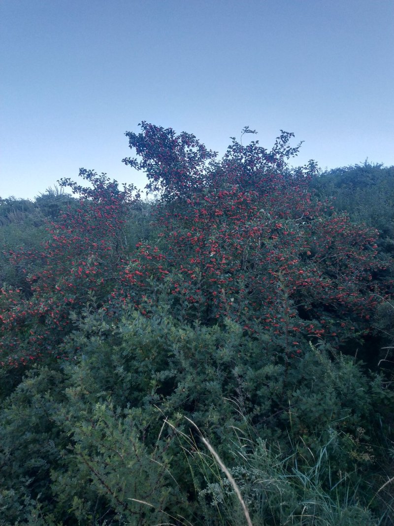 荒山