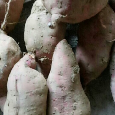 红薯