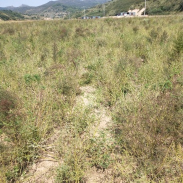 黄芪