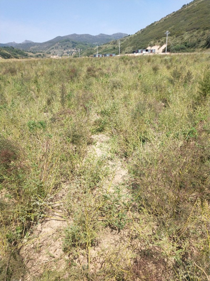 黄芪