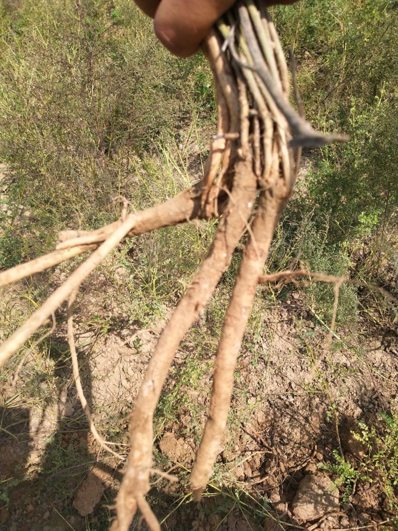 黄芪