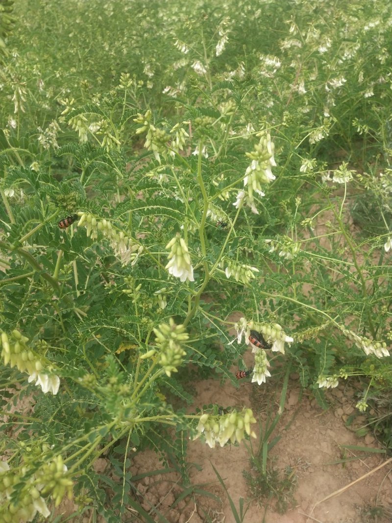 黄芪