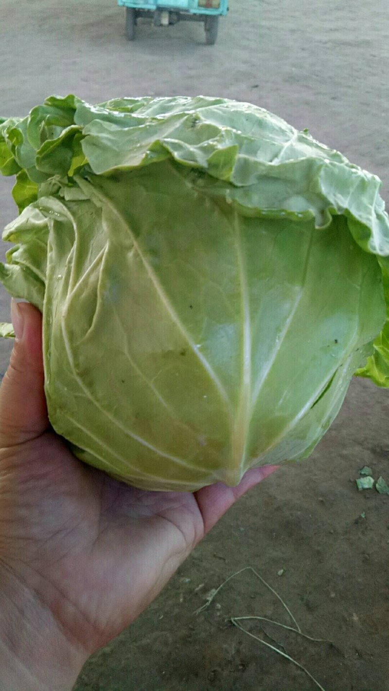甘蓝，野绿，黄心，脆，甜！欢迎团购！今年卖完