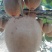 海华德猕猴桃(现摘现卖有货，产地直销量大从优，果个硬)