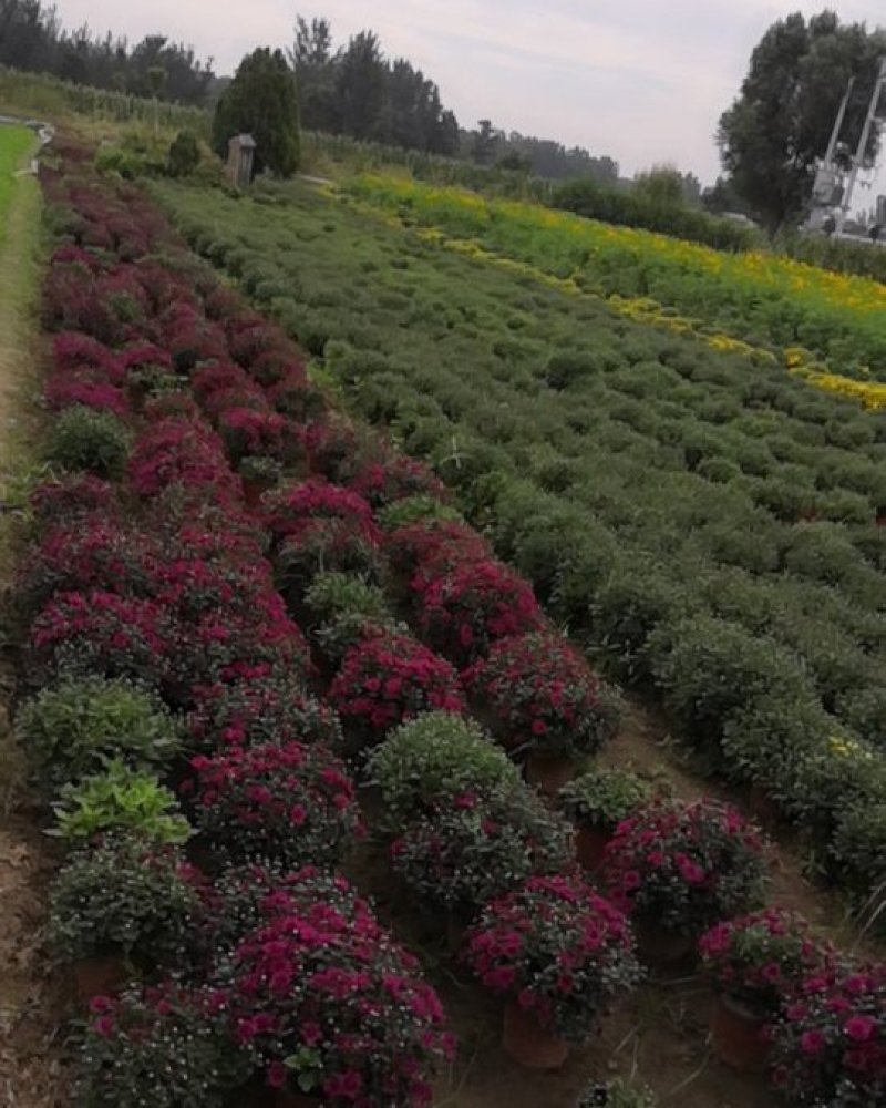 国庆菊，九头菊，各类艺菊造型