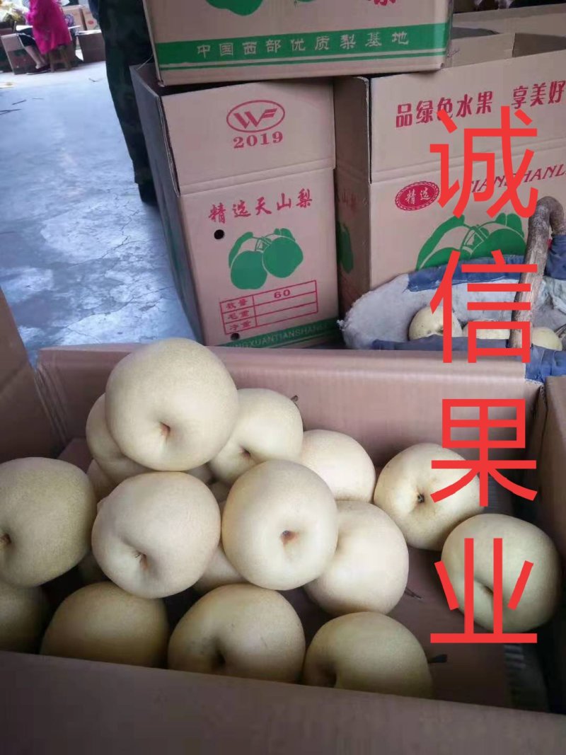蒲城优质酥梨大量上市中…社区团购直供，质量好，货源充足