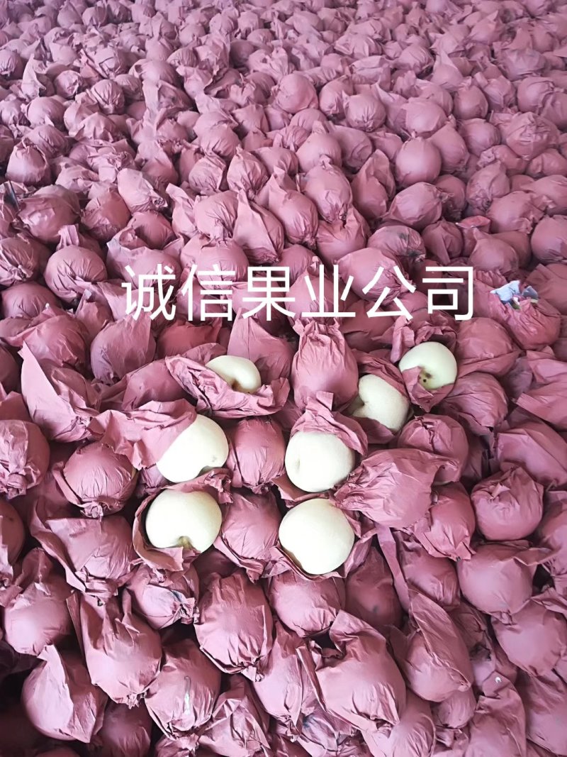 蒲城优质酥梨大量上市中…社区团购直供，质量好，货源充足