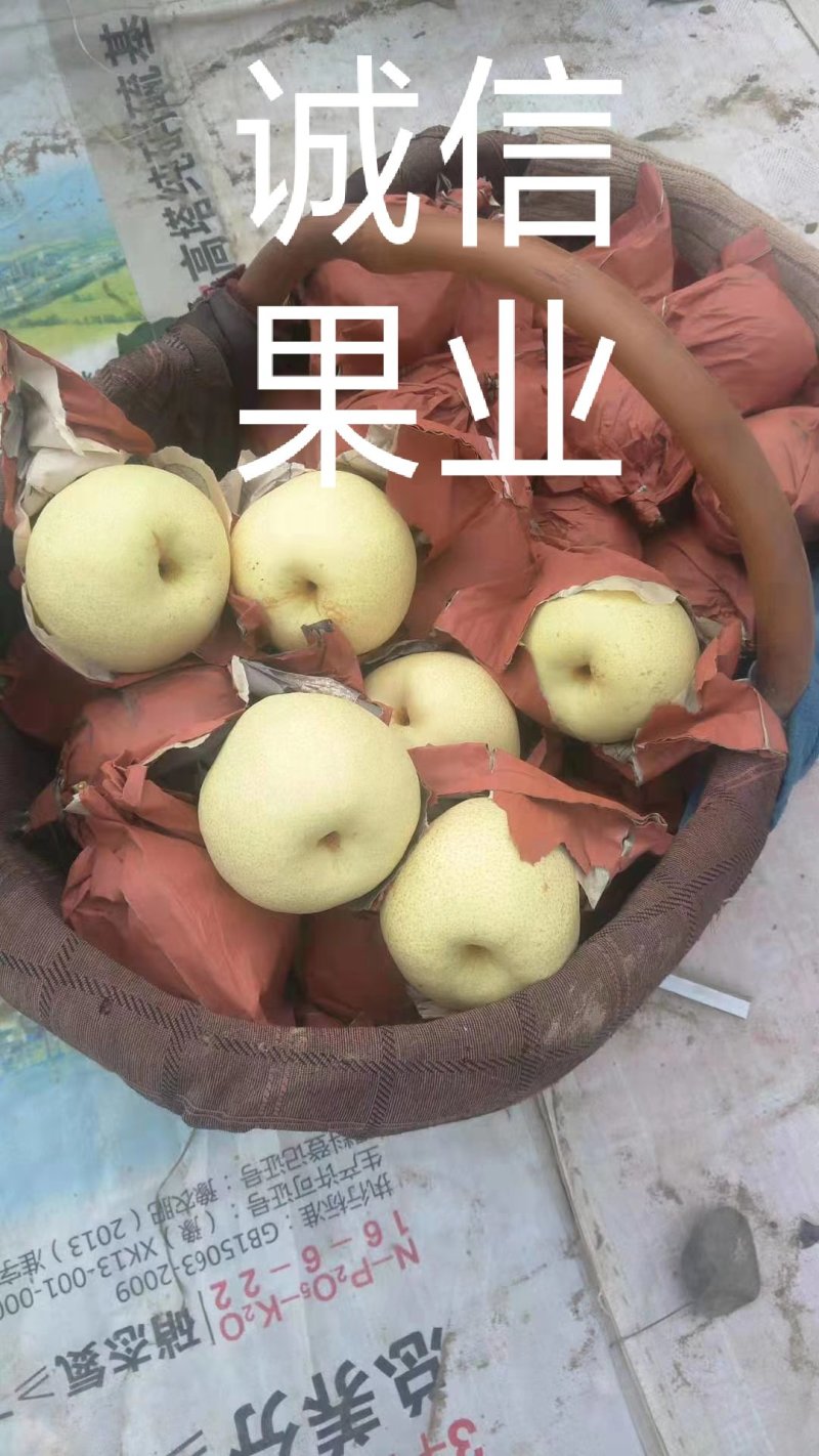 蒲城优质酥梨大量上市中…社区团购直供，质量好，货源充足