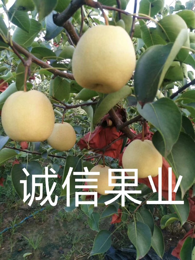 蒲城优质酥梨大量上市中…社区团购直供，质量好，货源充足