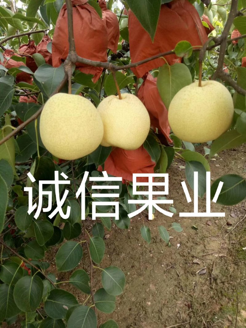 蒲城优质酥梨大量上市中…社区团购直供，质量好，货源充足