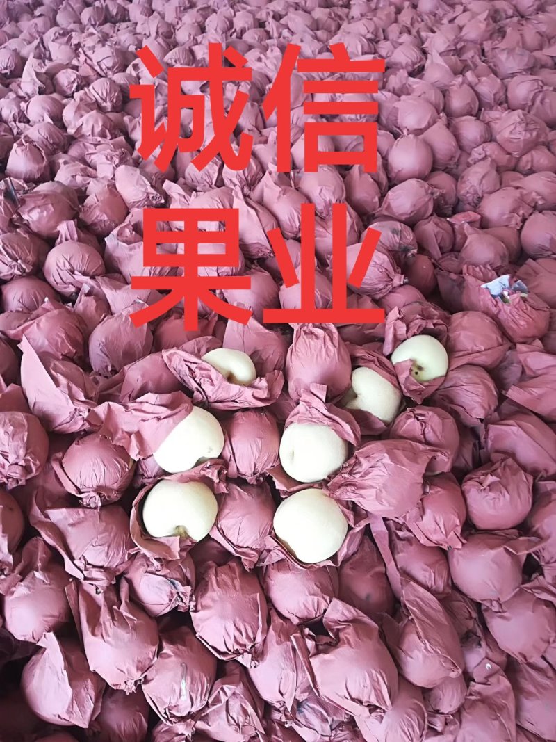 蒲城优质酥梨大量上市中…社区团购直供，质量好，货源充足