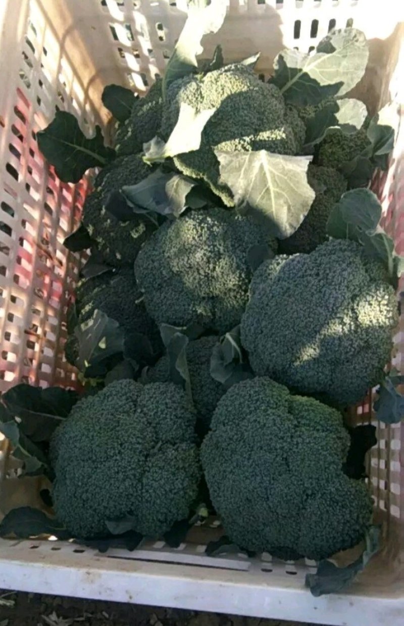 绿江南西兰花，十万亩花菜产地，咨询合作，欢迎采购实地考察