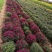 国庆菊，九头菊，各类艺菊造型