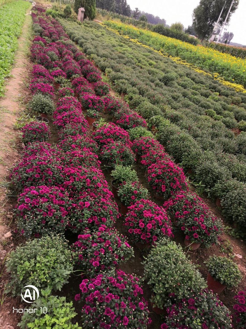 国庆菊，九头菊，各类艺菊造型