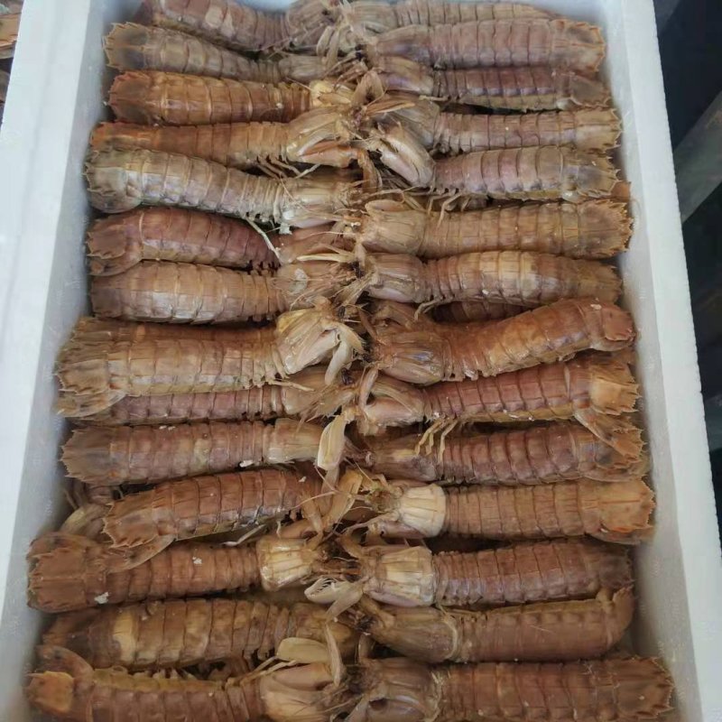 熟冻皮皮虾超肥超大皮皮虾带黄熟冻皮皮虾海鲜鲜活虾婆虾