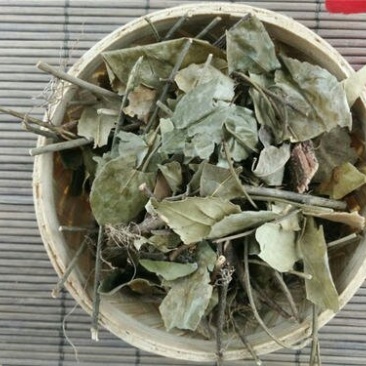 扶芳藤千余品种供应承接订单