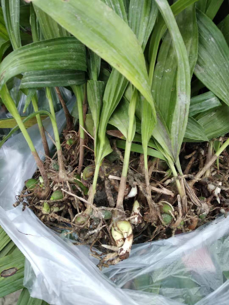 白芨苗，免费技术指导，成活率95%一件代发