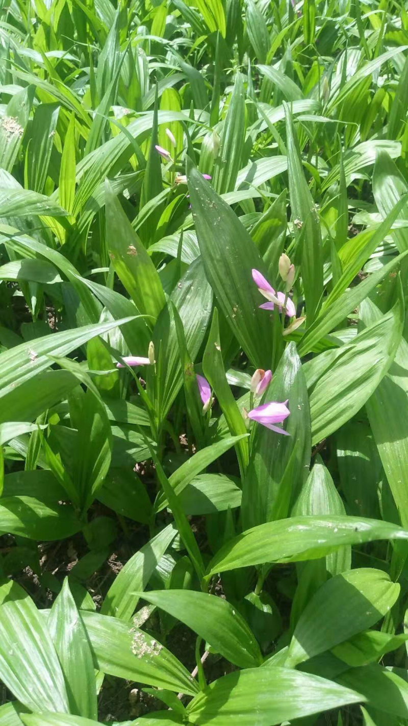 白芨苗，免费技术指导，成活率95%一件代发