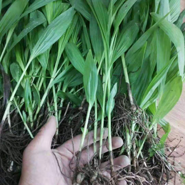 白芨苗，免费技术指导，成活率95%一件代发
